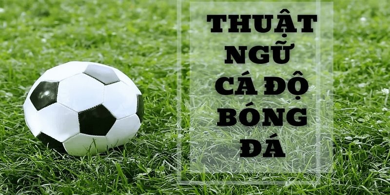 Thuật ngữ cá độ bóng đá – Cẩm nang chi tiết cho newbie 2 Sự quan trọng của những thuật ngữ cá độ bóng đá